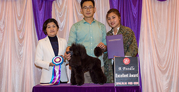 2014年11月参加了重庆中国宠物美容师鉴定大赛，获得A级美容师第三名的优异成绩
